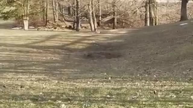 Amanda Grace Talks...THE SEAGULL EXODUS!!!!!! AIR TRAFFIC CONTROL PLEASE!!!!