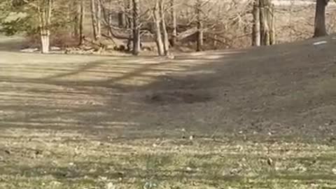 Amanda Grace Talks...THE SEAGULL EXODUS!!!!!! AIR TRAFFIC CONTROL PLEASE!!!!