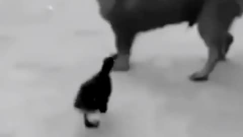 Cutest baby animal video