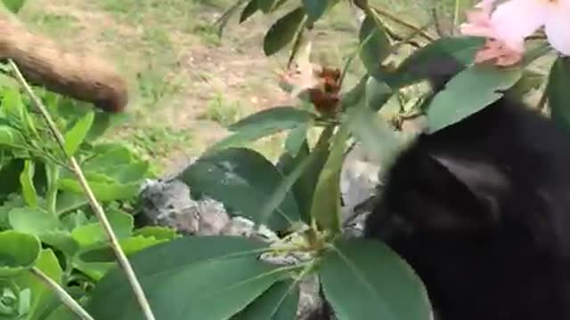 cat playing with dogy tail