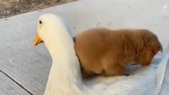 Uber duck