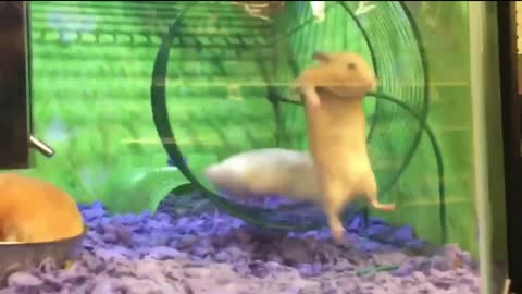 Funny Hamster Falling video from wheel