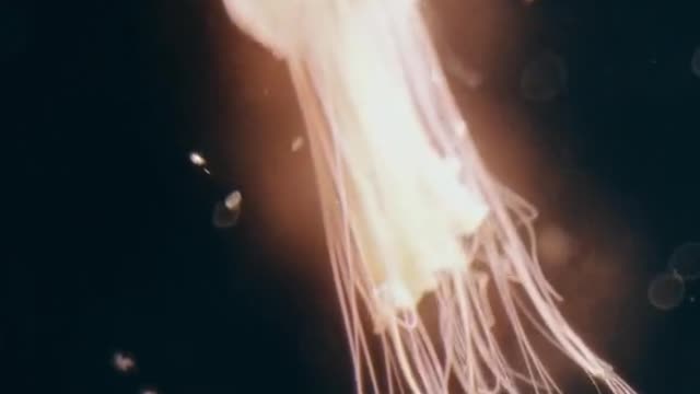 Do you think this jellyfish looks like an atomic bomb?
