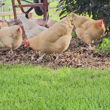 OMC! Who is the best worm and grub hunter? Whitey, Brownie, Or Red 1-6??? 🤔😮🤯🤣🐔😍#chickens #shorts