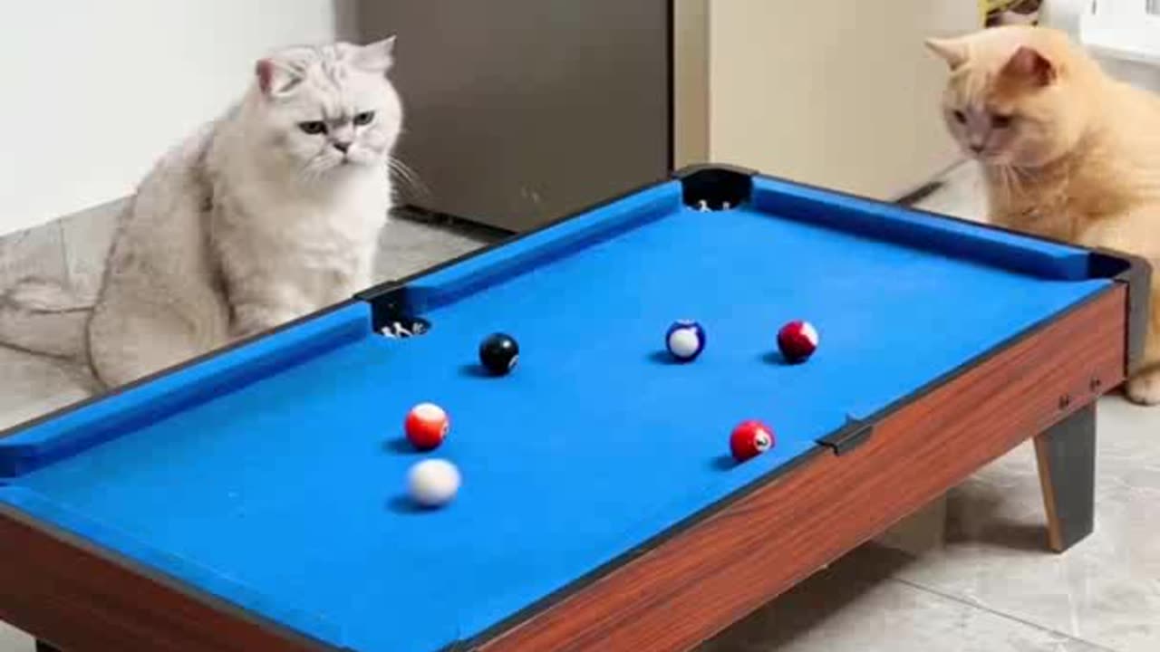 Funny cute cat