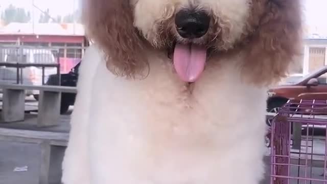 Gigantic Fluffy Poodle Dogs Love Being Carried Everywhere Funny Cat And Dog Videos Panda Love