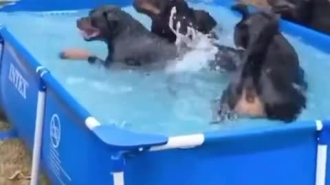 Rottweiler swimming