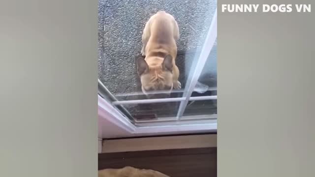 Funny videos