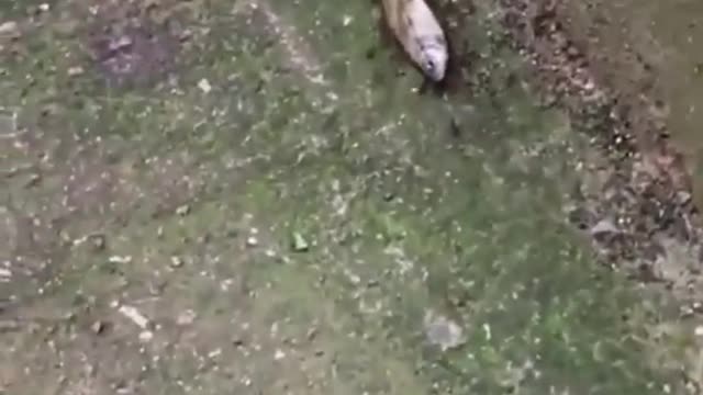 ¡ESTA NOCHE CENAMOS PESCADO! ¡BIIIEEN!