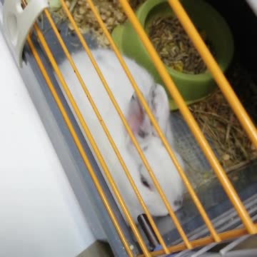 White rabbit in a cage.