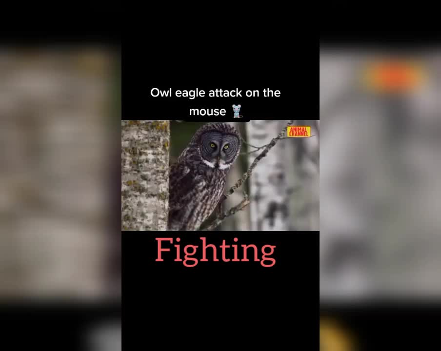 Eagle attacking mouse exclusive