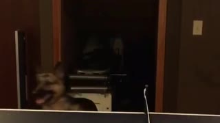 German shepherd pup ping pong