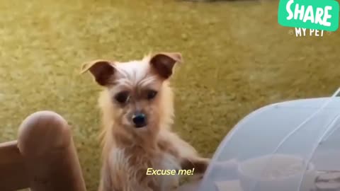 Jen Atkin Adopts Energetic Dog Who Loves