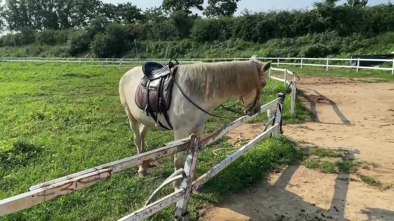 A modest racecourse; want to experience what it's like to ride; the horse is in good shape