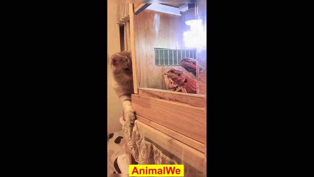 Funniest cat - Funny Animal Videos #14