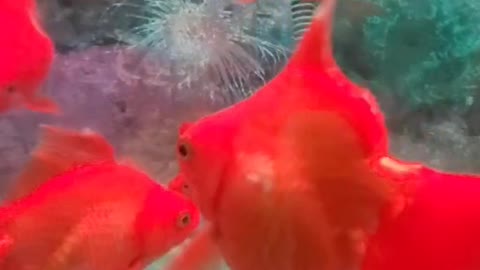 Goldfish swim happily in the fish tank.