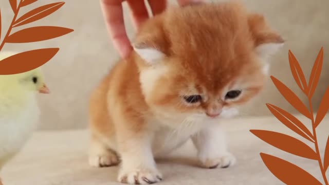 Two cute kitten and pine