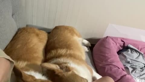 Welsh corgi lying side by side