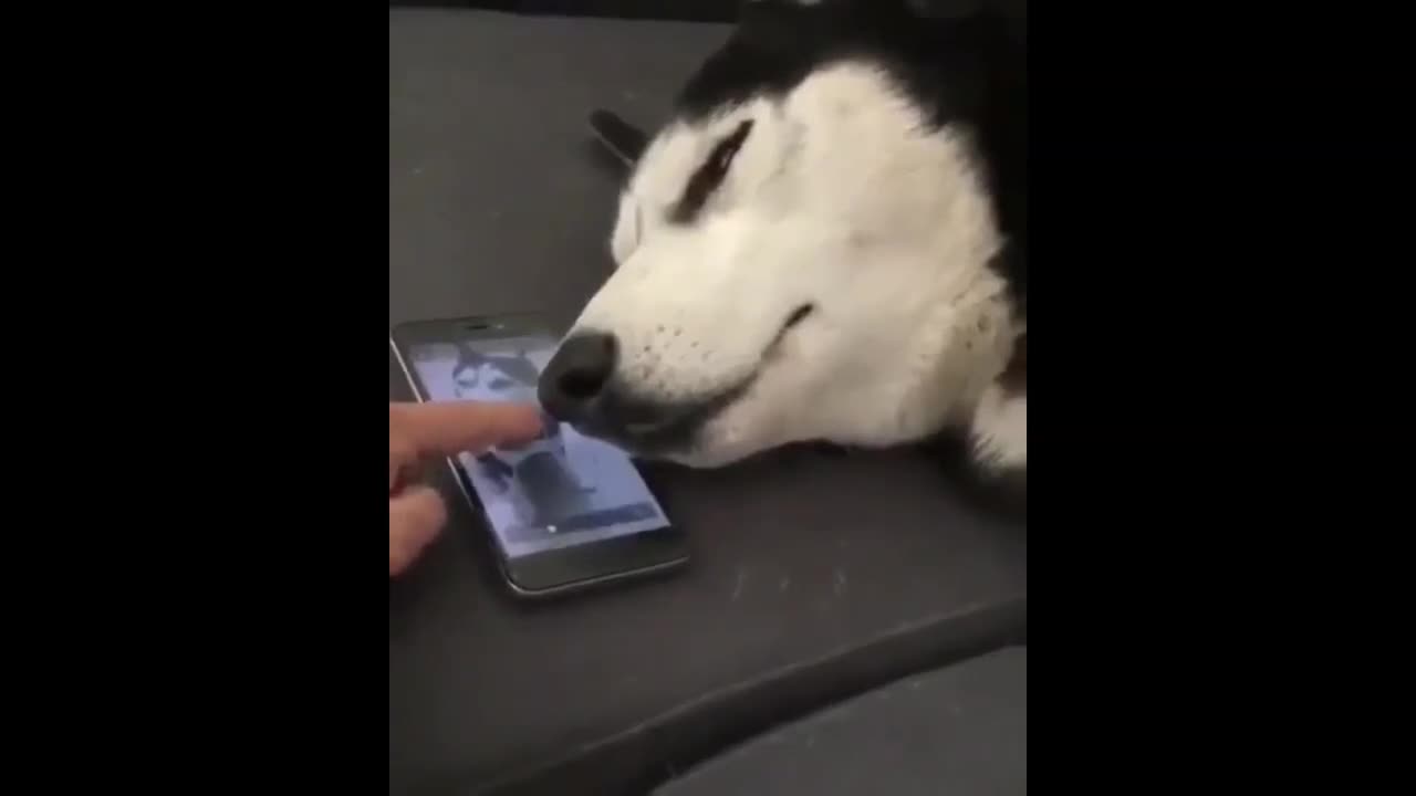 Sleeping Dog Howls