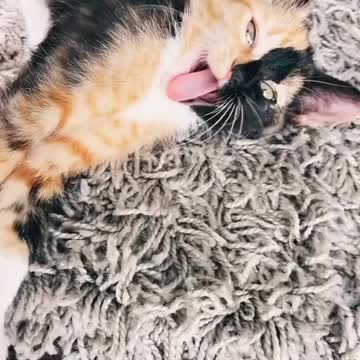 Kitty falls asleep fast!