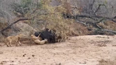 The best battles of the animal world. Harsh life of wild animals. Lion, buffalo, leopard, jackal