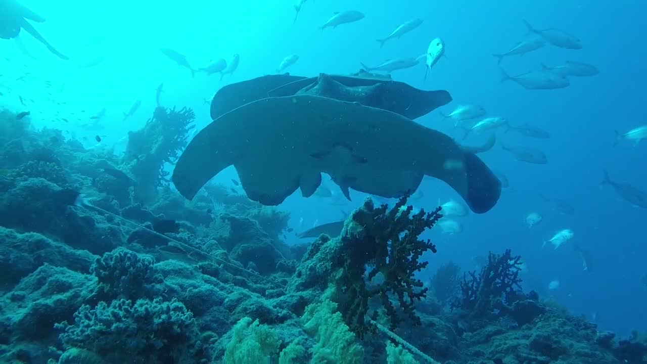 Watch your head... CRAZY STINGRAYS