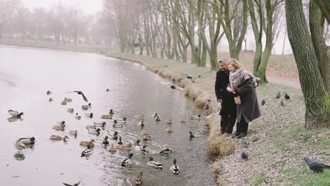 Wonderful view of ducks