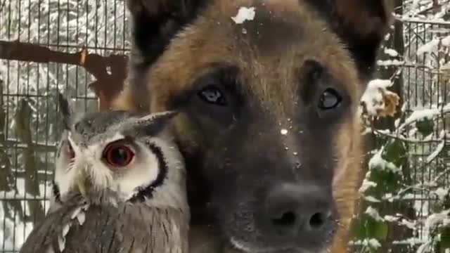 Dog and Owl Best Buds