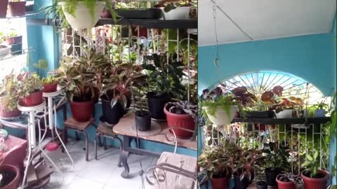 He decided not to live alone, so he move his plants inside the house with him