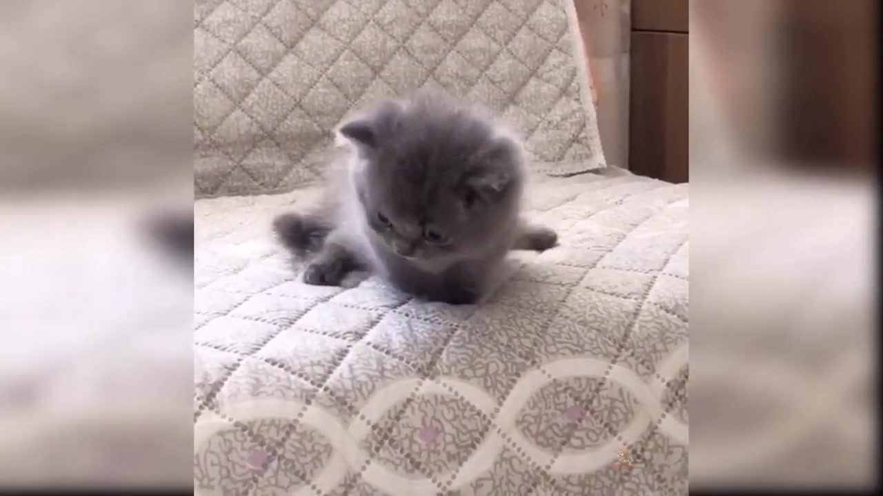 Complattion of Cute and Funny Cats 2021