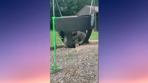 cat sitting on seesaw #2