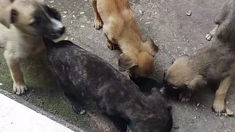 Puppies Following Owner Because They Thought It Was Dinner Time