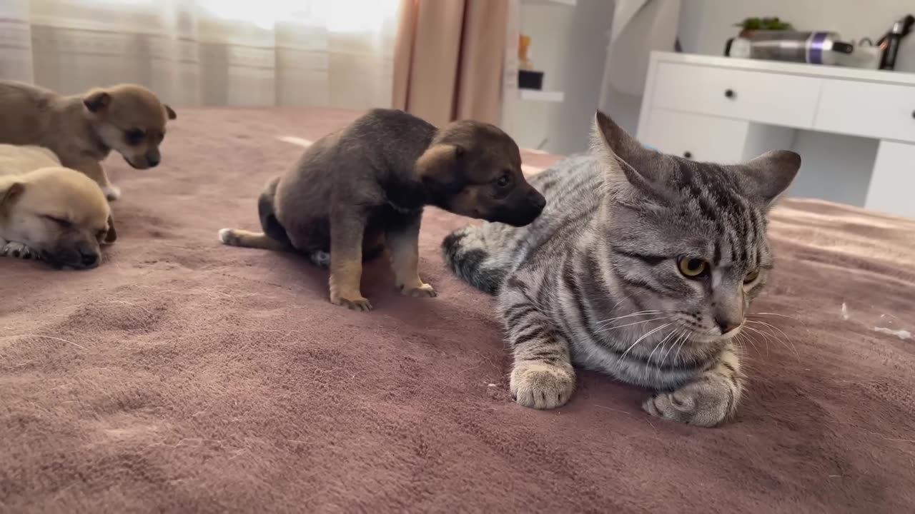 Funny Cat Reaction to Puppies [Kitty sees them for the First Time]