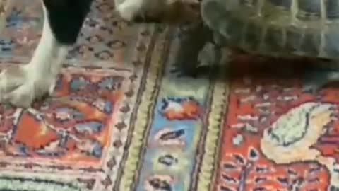 Threat🐢