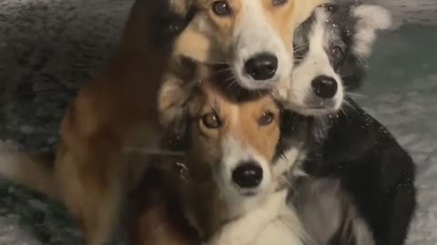 The three most beautiful dogs in the world