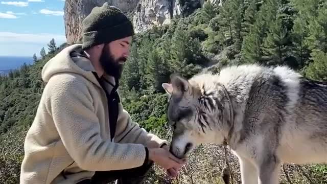 Wolf Videos