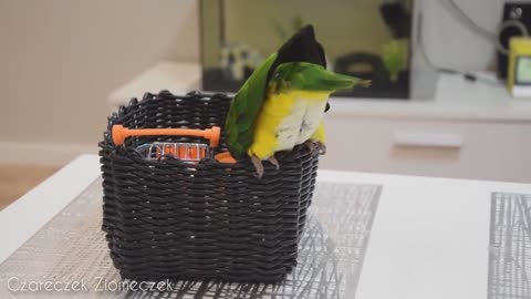 his hooman