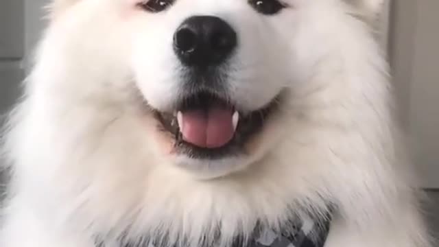 Amazing Dog reacts to music