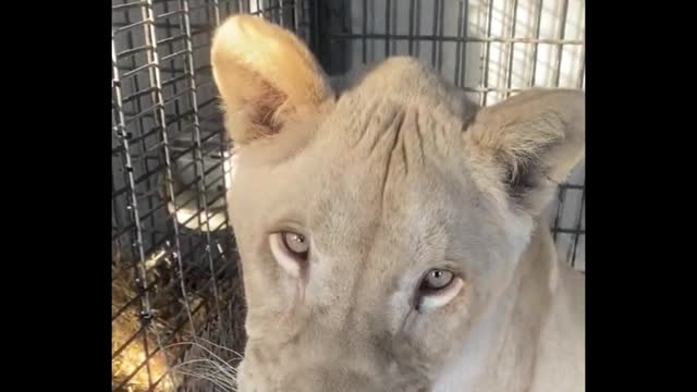 What happened to the lion? It looks sad