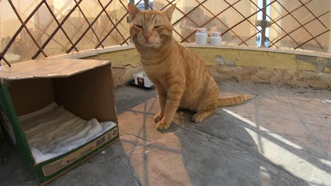 Homeless cat in Ras Al Khaimah, UAE: ED SHEERAN #cat #cats #EdSheeran #emirates #pet #ae #UAE #pets