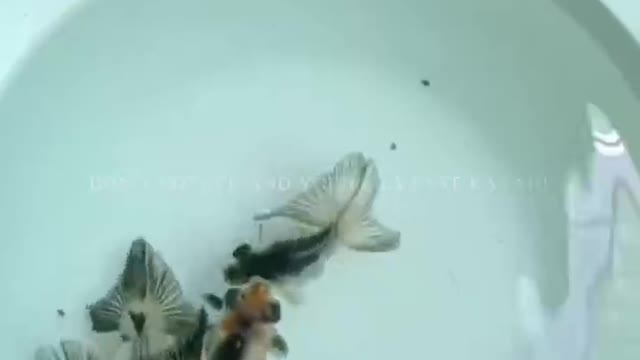 I heard from friends that this is a goldfish from the East