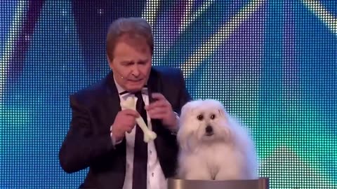 10 FUNNIEST Animal Auditions EVER On Got Talent!