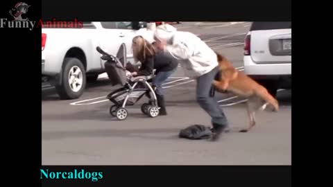 Dog protect their owner