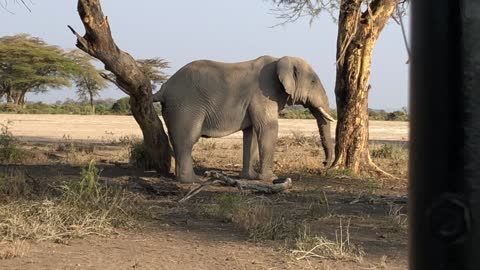 Elephant tree dance