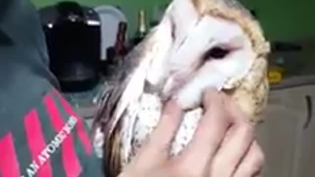 Barn owl enjoys thorough head scratch