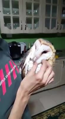 Barn owl enjoys thorough head scratch