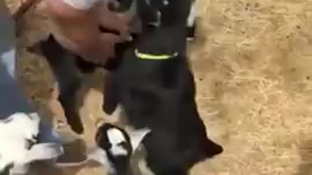 Baby Goats in line to get Hug from their Father