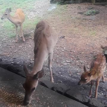 Training a Young Fawn