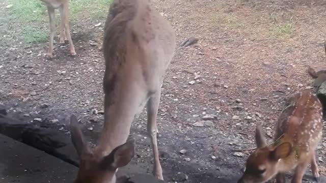 Training a Young Fawn