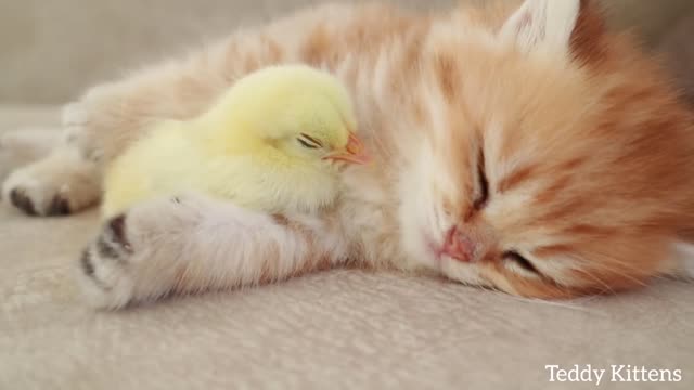 🐥 A kitten sleeps with a little hen